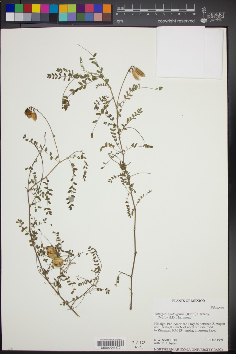 Astragalus hidalgensis