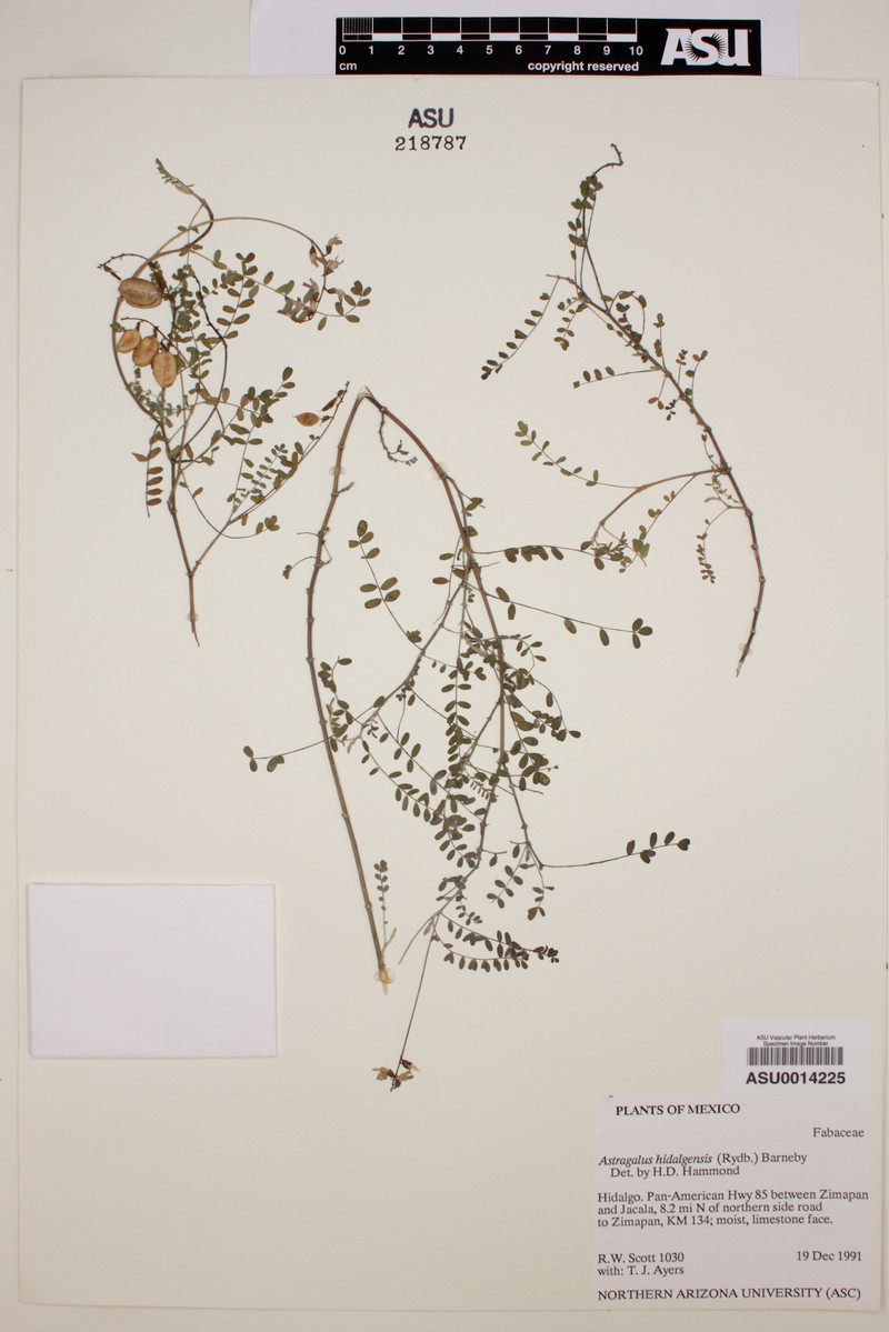 Astragalus hidalgensis photo 2