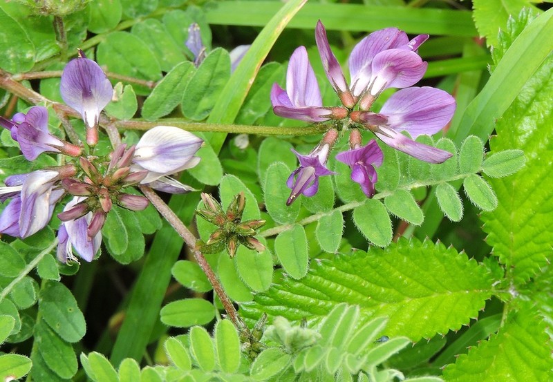 Astragalus himalayanus photo 2
