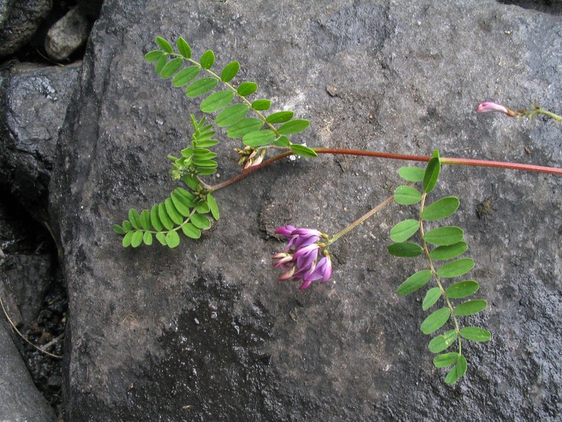 Astragalus himalayanus photo 3