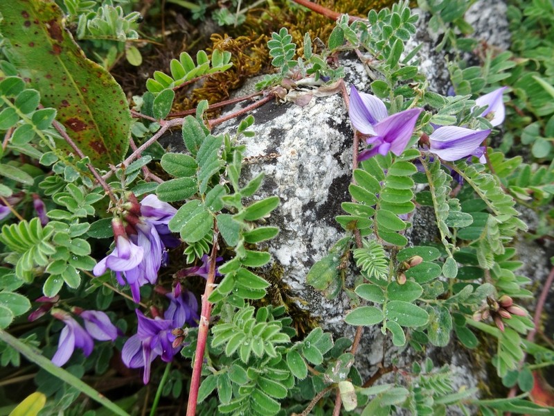 Astragalus himalayanus photo 4
