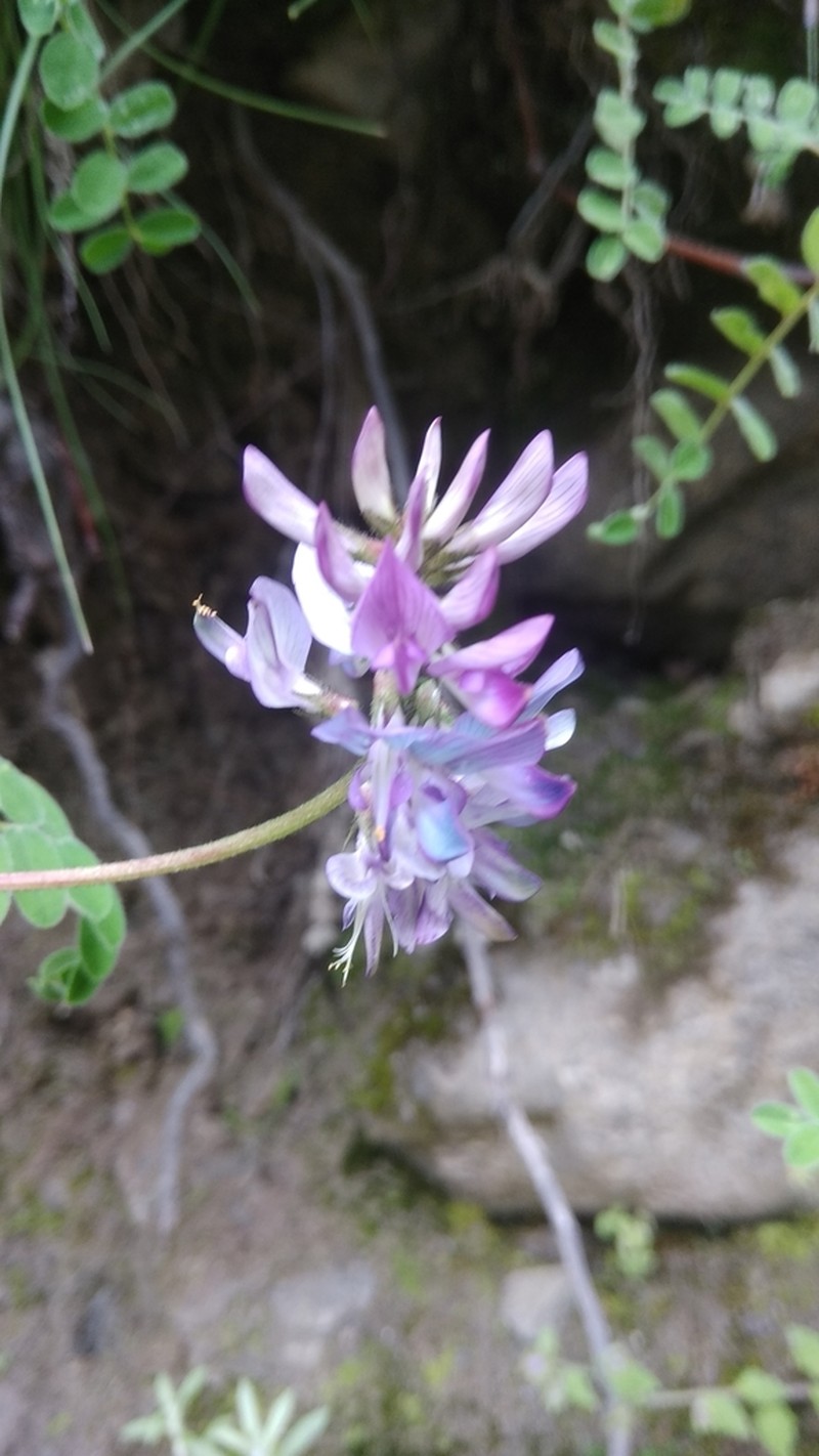 Astragalus himalayanus photo 5