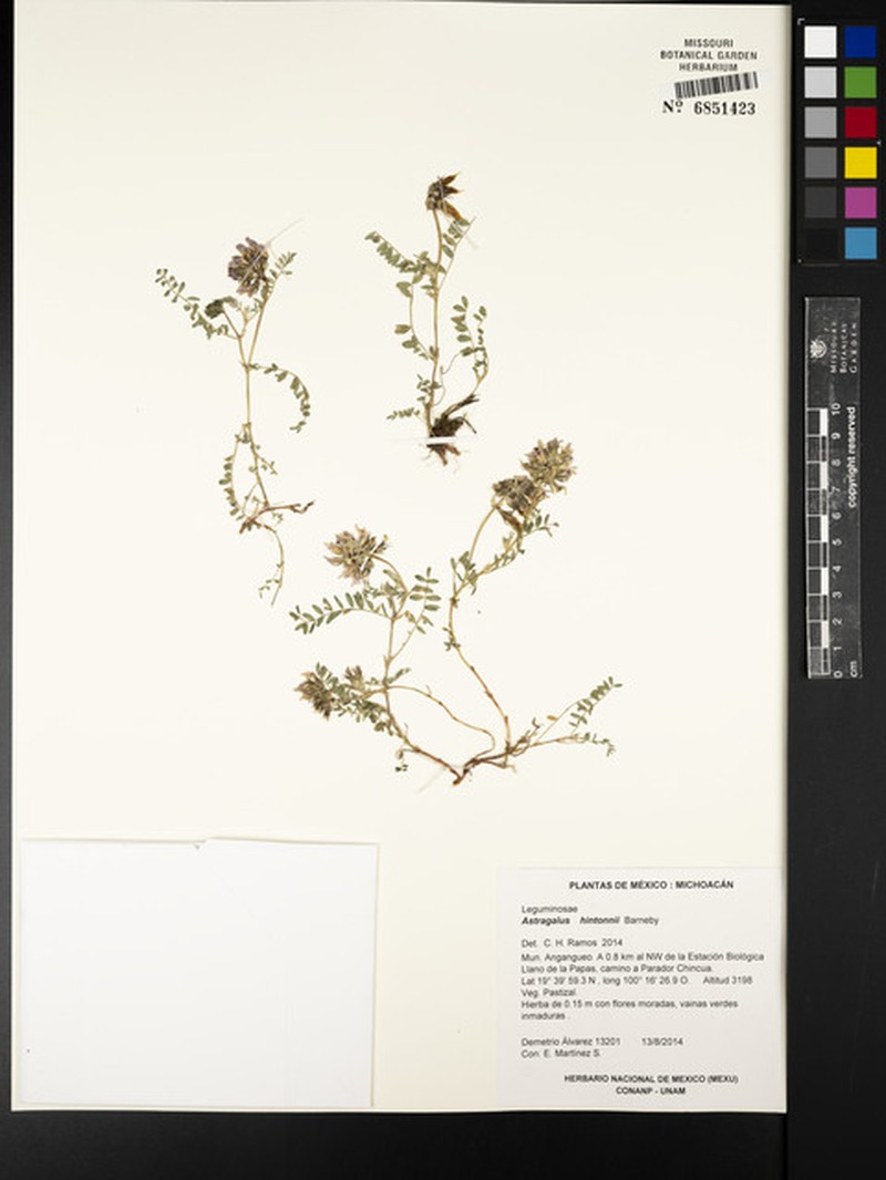 Astragalus hintonii