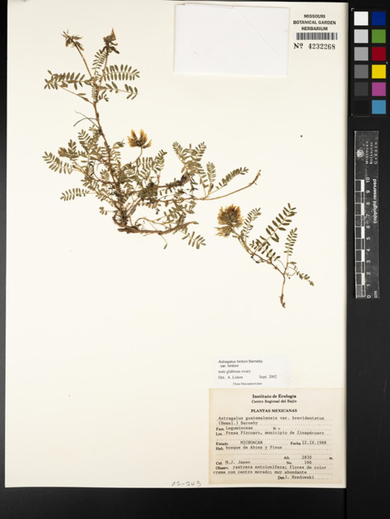 Astragalus hintonii photo 2
