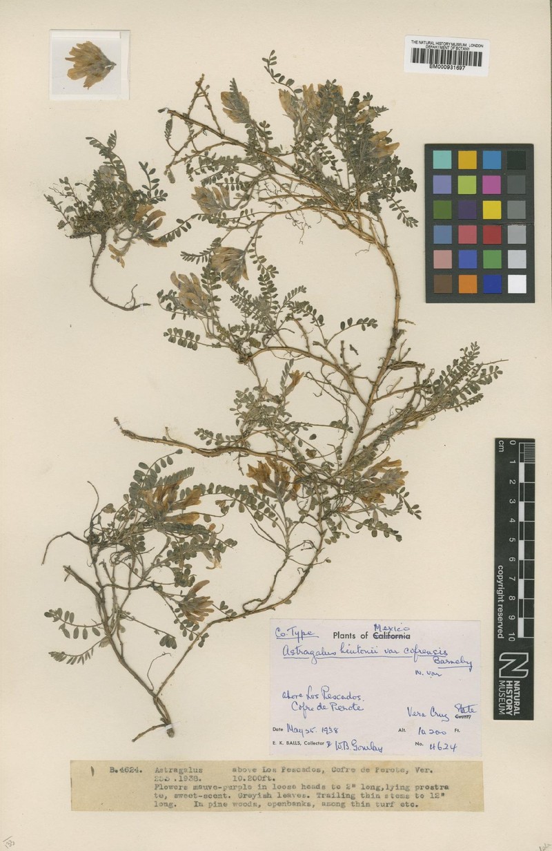 Astragalus hintonii photo 3
