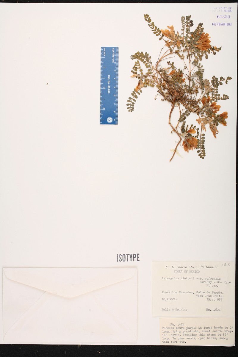 Astragalus hintonii photo 4