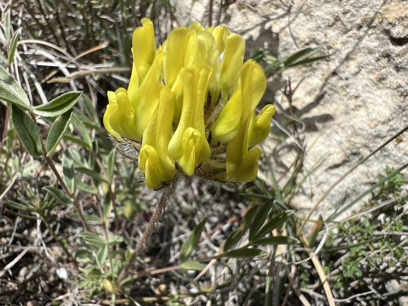 Astragalus hirsutus