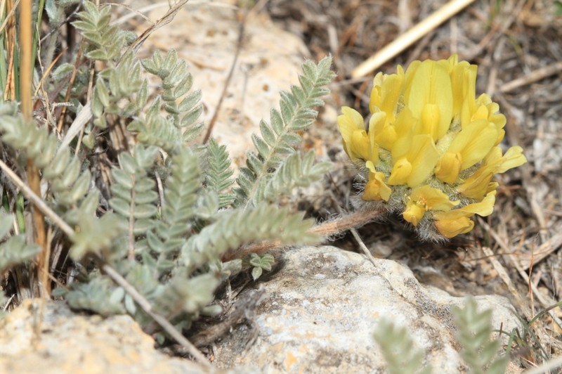 Astragalus hirsutus photo 2