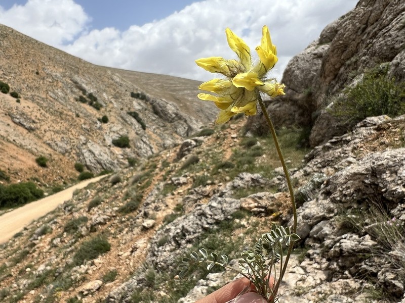 Astragalus hirsutus photo 3