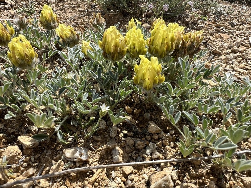 Astragalus hirsutus photo 4