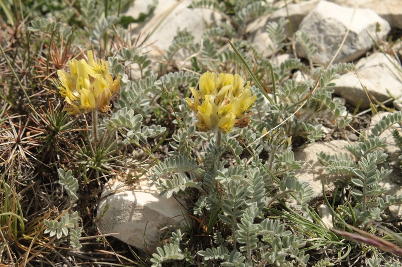 Astragalus hirsutus photo 5