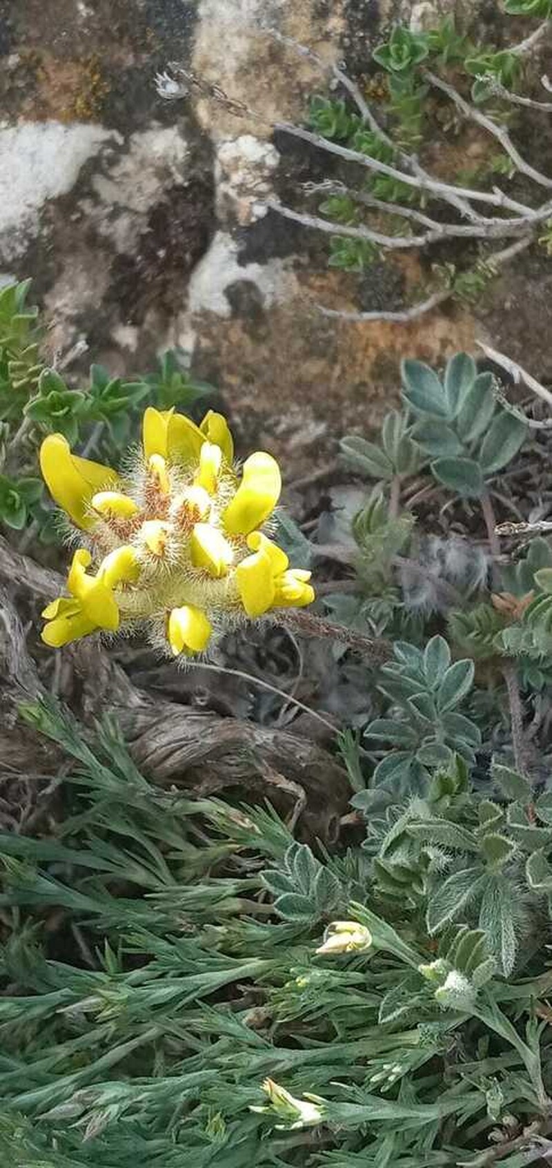 Astragalus hirsutus photo 6
