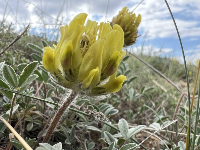 Astragalus hirsutus photo 7