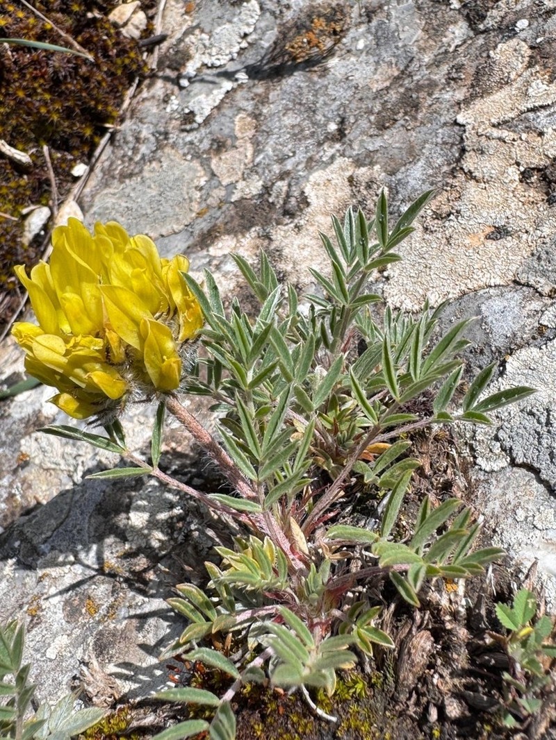 Astragalus hirsutus photo 8