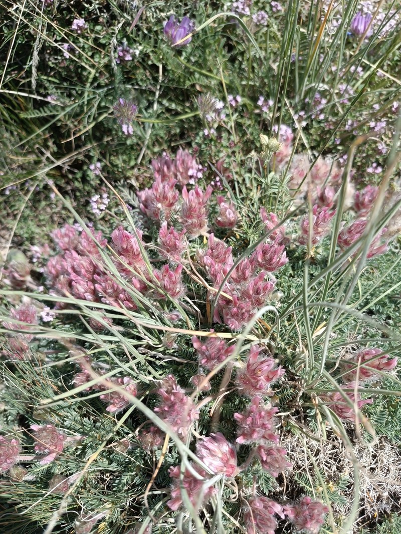 Astragalus hirticalyx photo 2