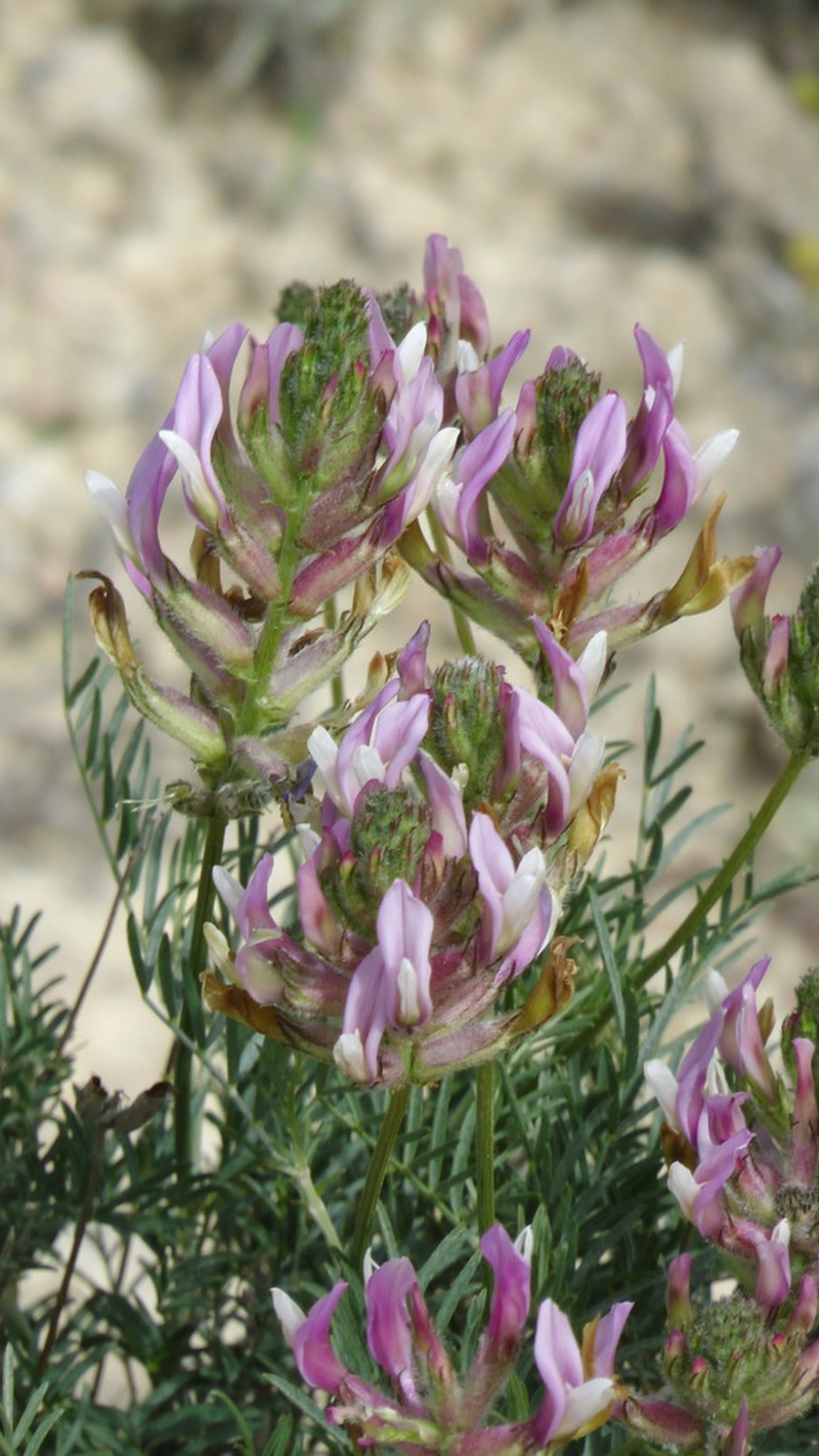 Astragalus hispanicus