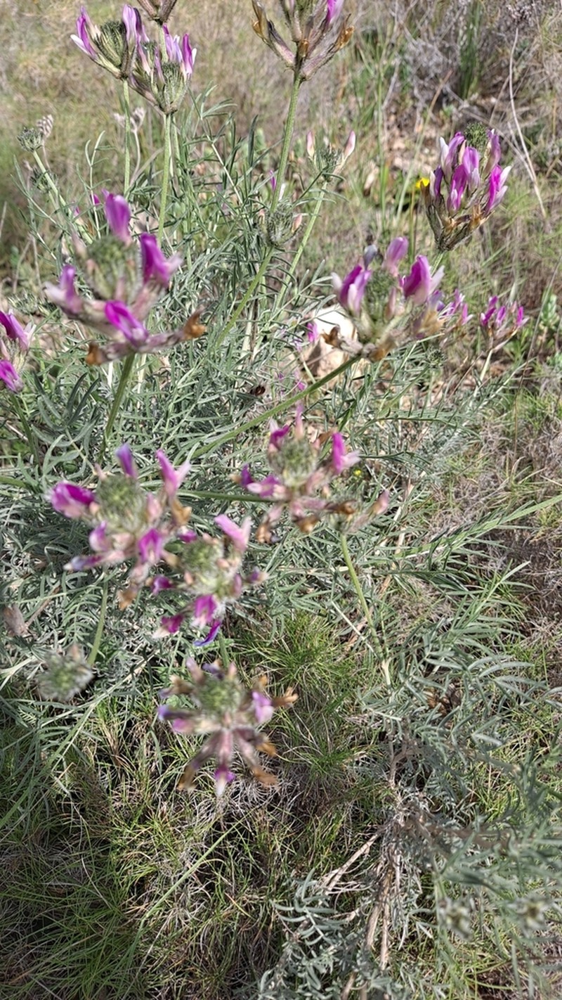 Astragalus hispanicus photo 2