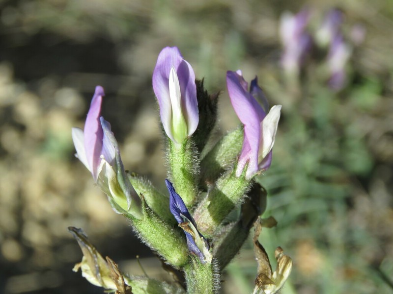 Astragalus hispanicus photo 3