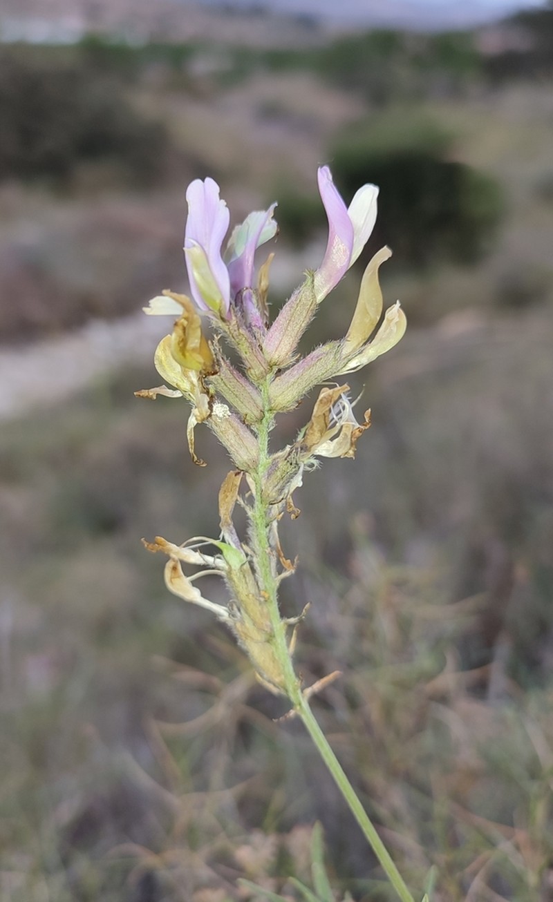 Astragalus hispanicus photo 4