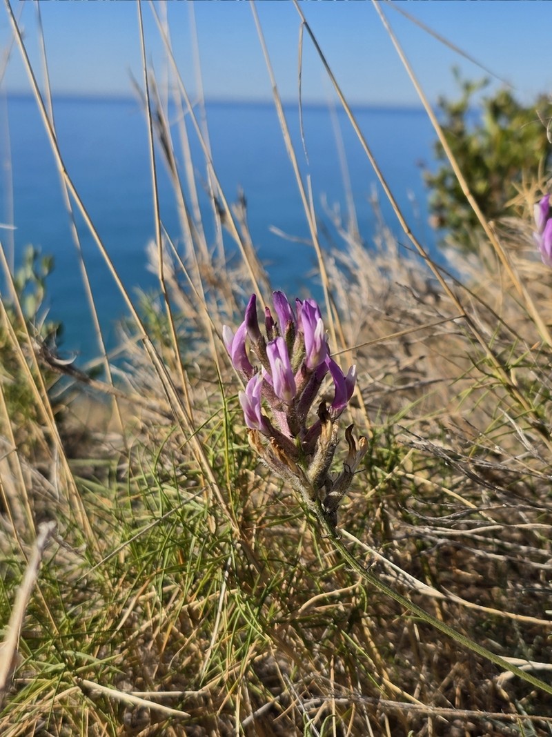 Astragalus hispanicus photo 5