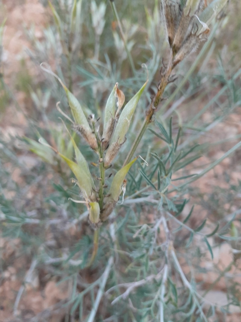 Astragalus hispanicus photo 6