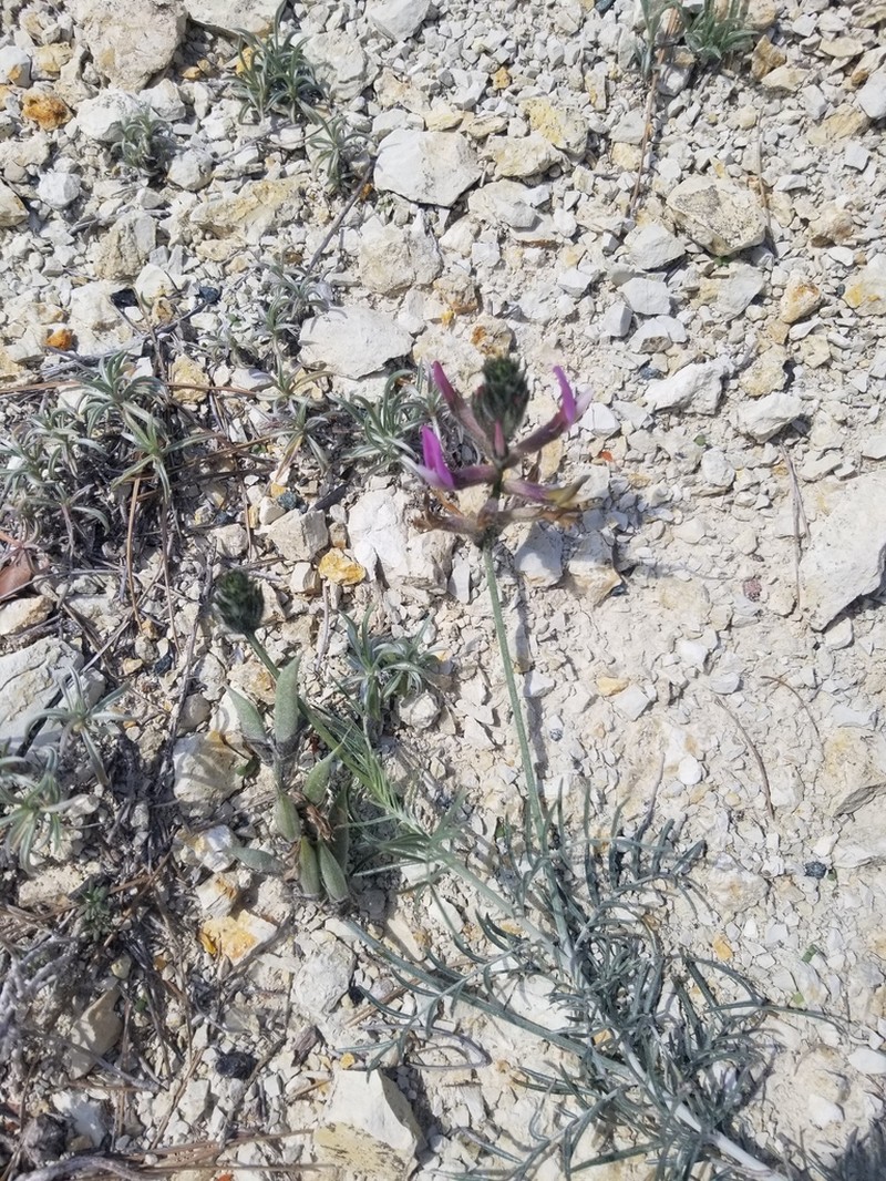 Astragalus hispanicus photo 7