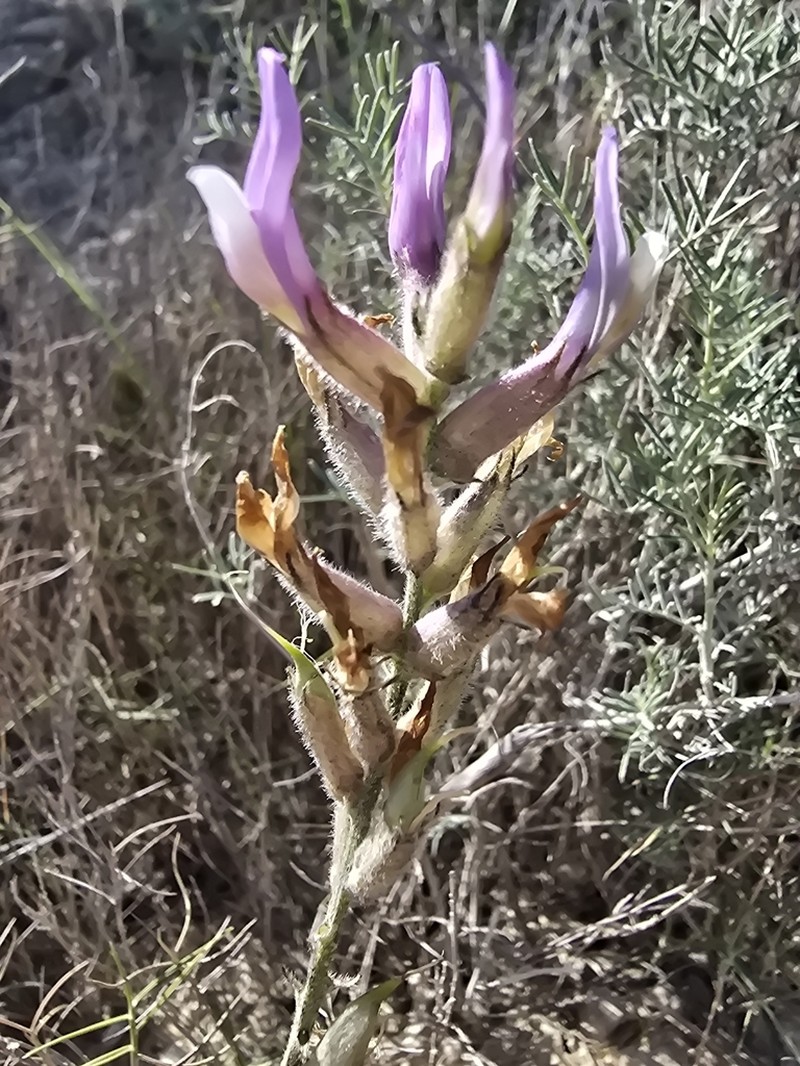 Astragalus hispanicus photo 8