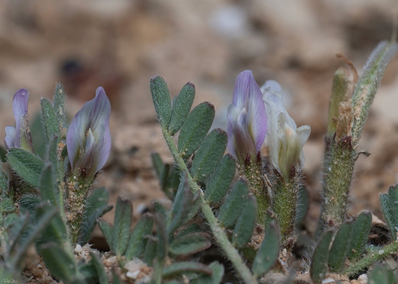 Astragalus hispidulus photo 2