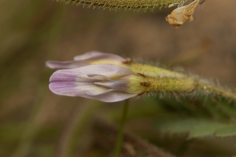 Astragalus hispidulus photo 3