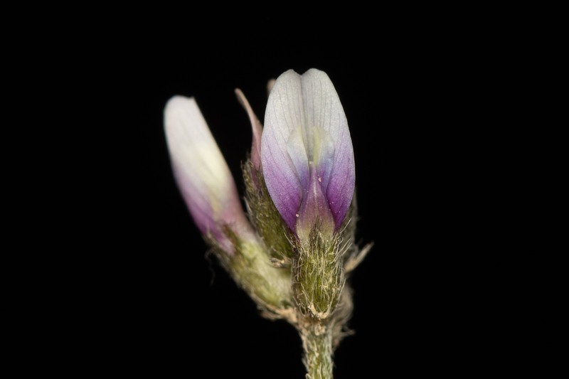 Astragalus hispidulus photo 4