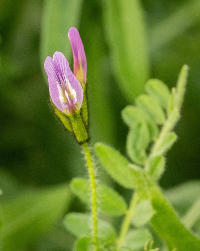 Astragalus hispidulus photo 5