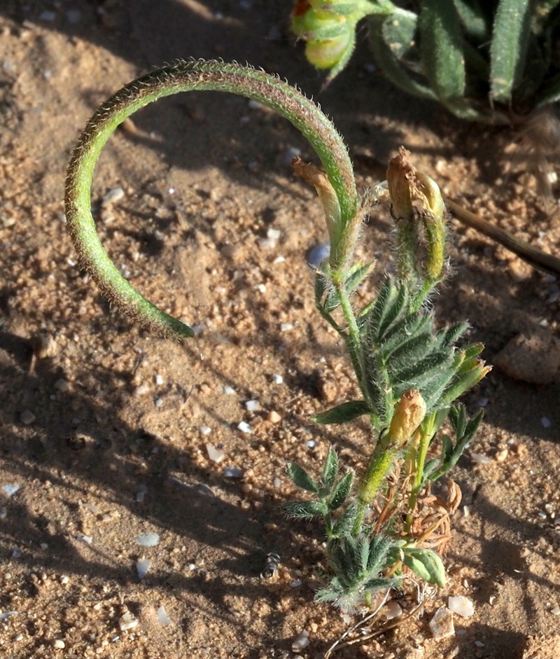 Astragalus hispidulus photo 6