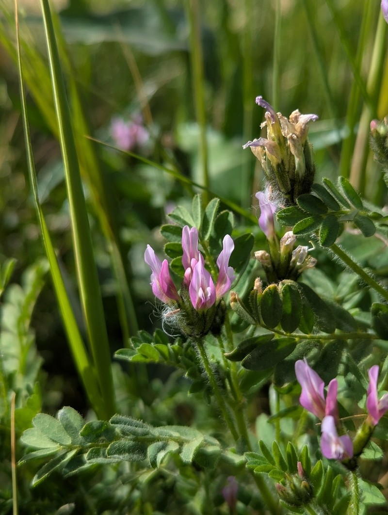 Astragalus hispidulus photo 7