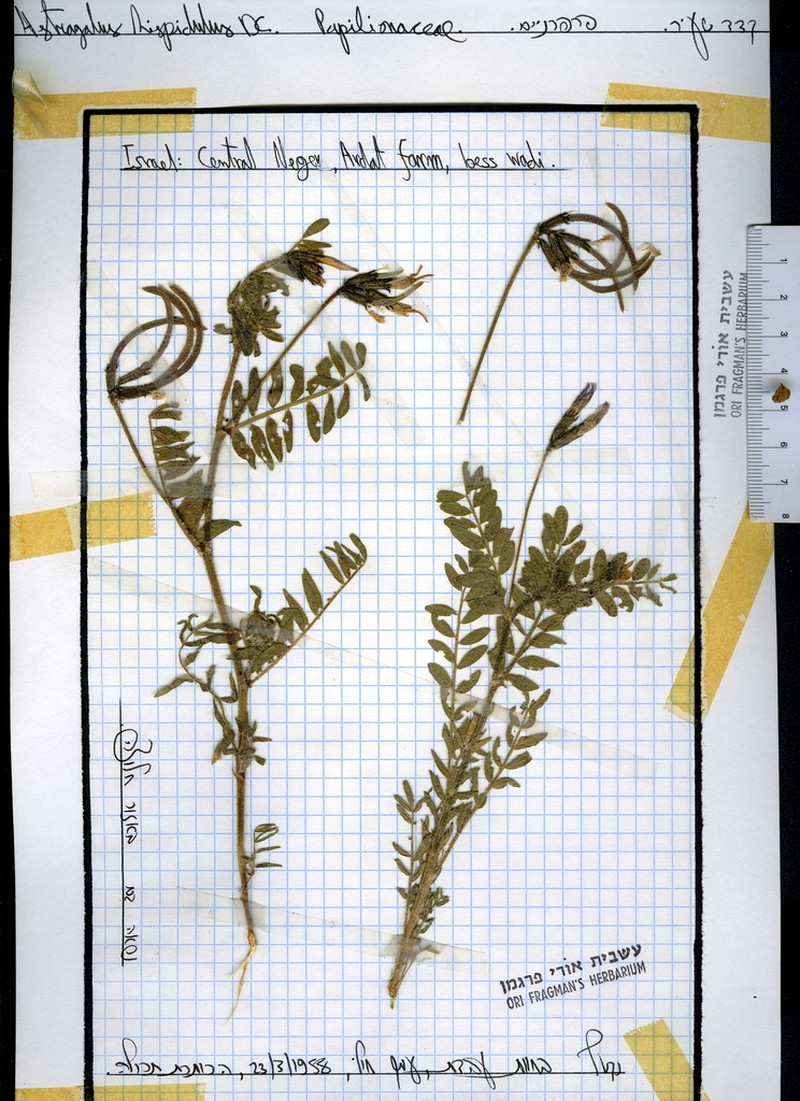 Astragalus hispidulus photo 8