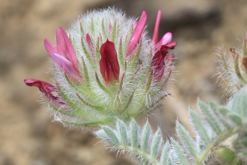 Astragalus hispidus