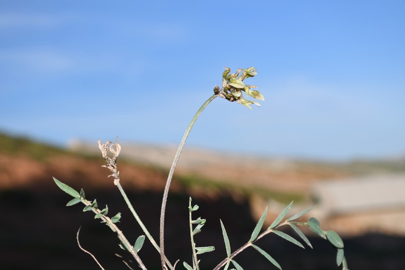 Astragalus hissaricus