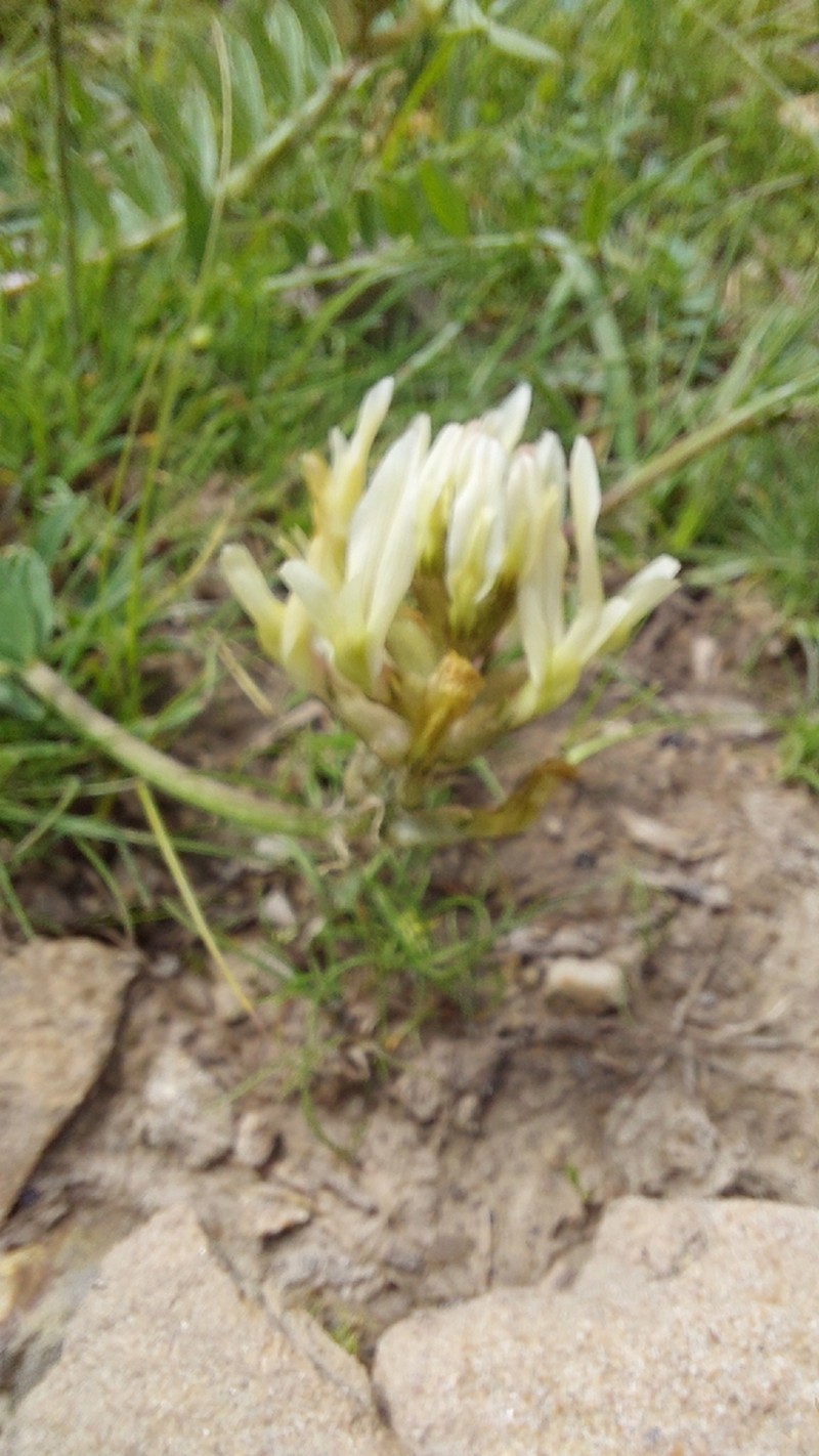 Astragalus hissaricus photo 2