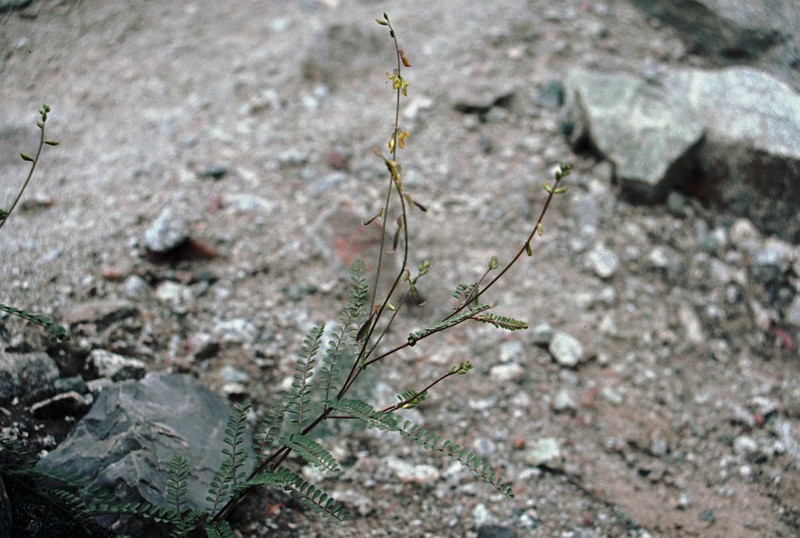 Astragalus hoffmeisteri