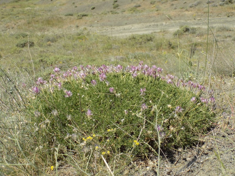 Astragalus hohenackeri
