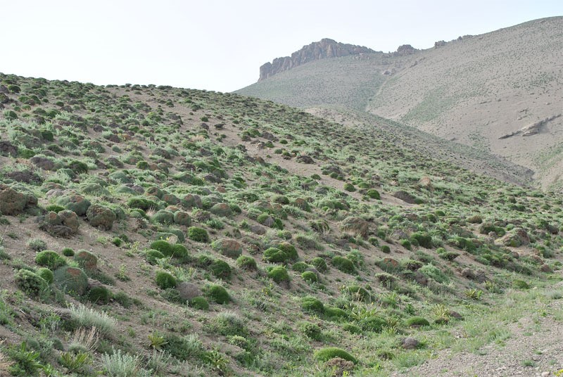 Astragalus hohenackeri photo 2
