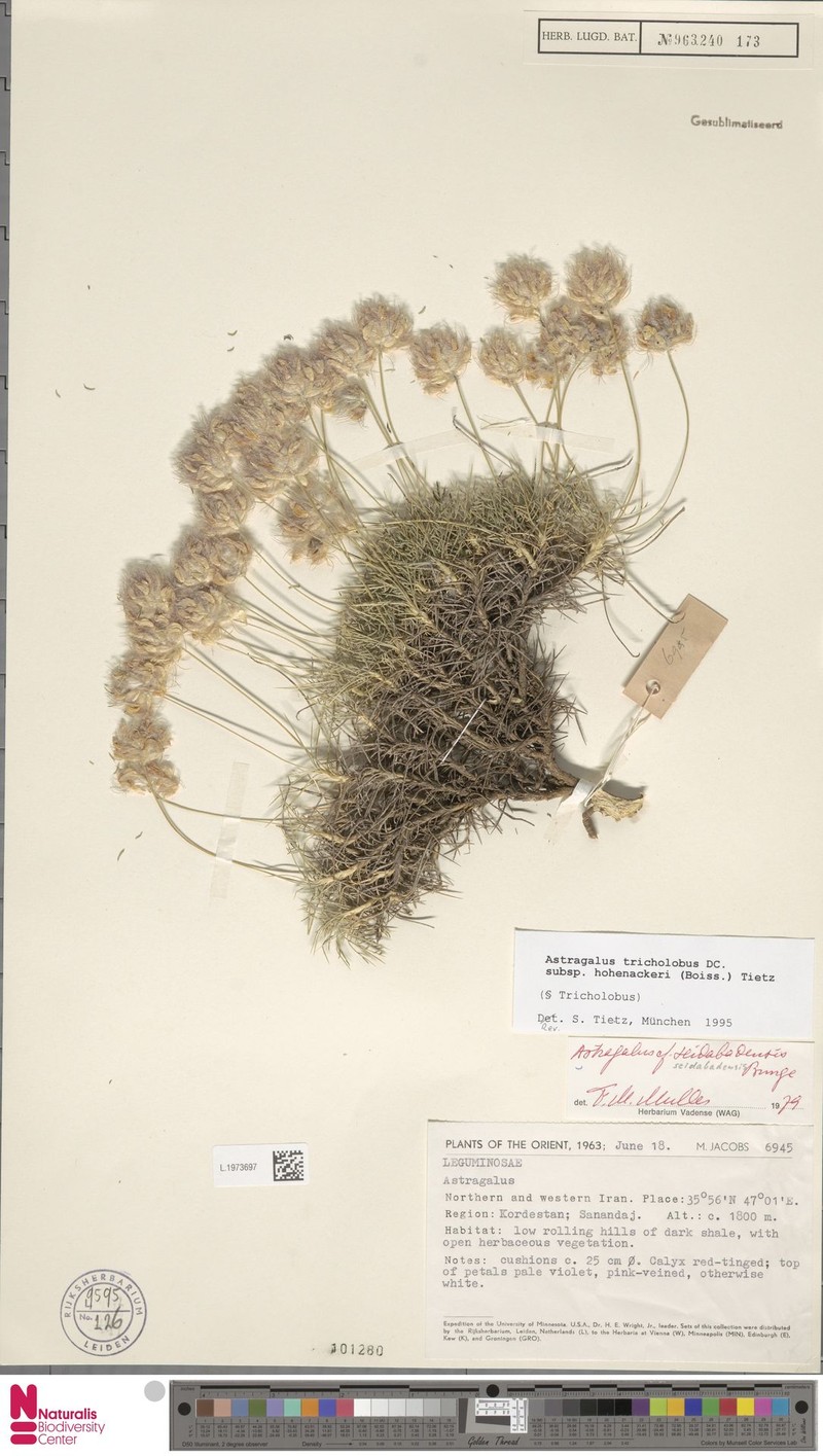 Astragalus hohenackeri photo 4