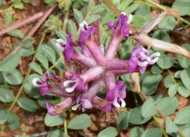 Paradox Milkvetch photo 2