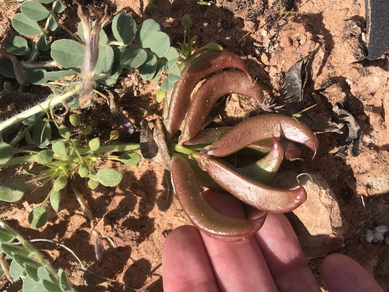 Paradox Milkvetch photo 3