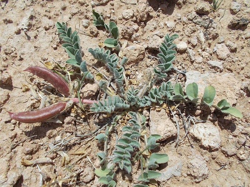 Paradox Milkvetch photo 4