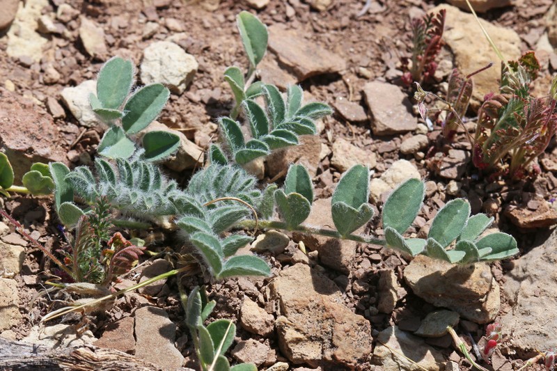 Paradox Milkvetch photo 5
