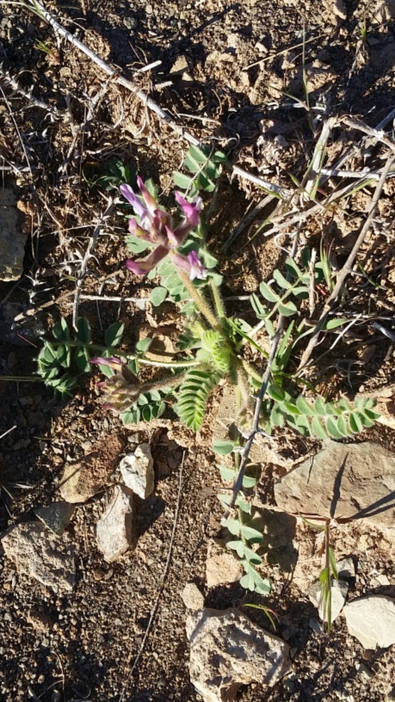 Paradox Milkvetch photo 6