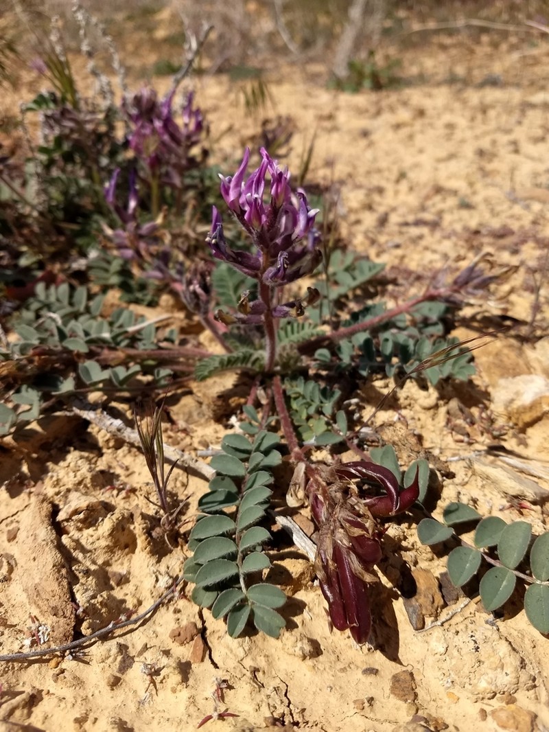 Paradox Milkvetch photo 7
