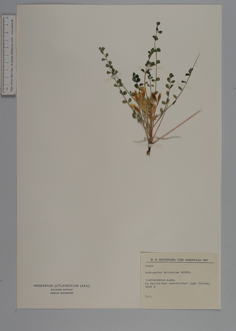 Astragalus hololeios