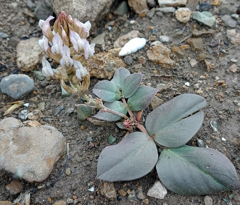 Astragalus holophyllus