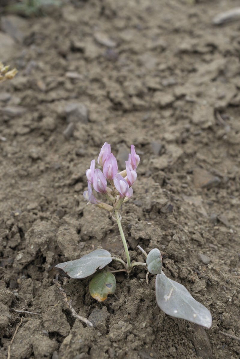 Astragalus holophyllus photo 2